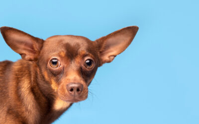 Understanding Your Pets Health: Getting to the Root Cause of Ear Infections in Dogs?