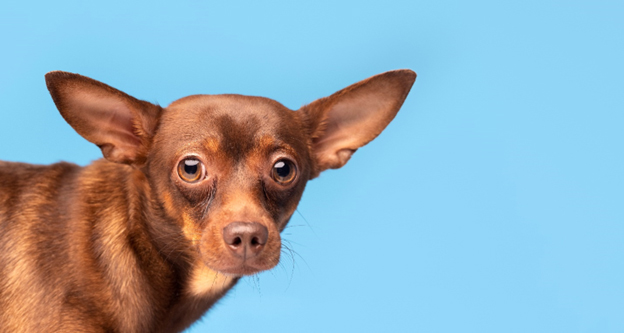 Understanding Your Pets Health: Getting to the Root Cause of Ear Infections in Dogs?