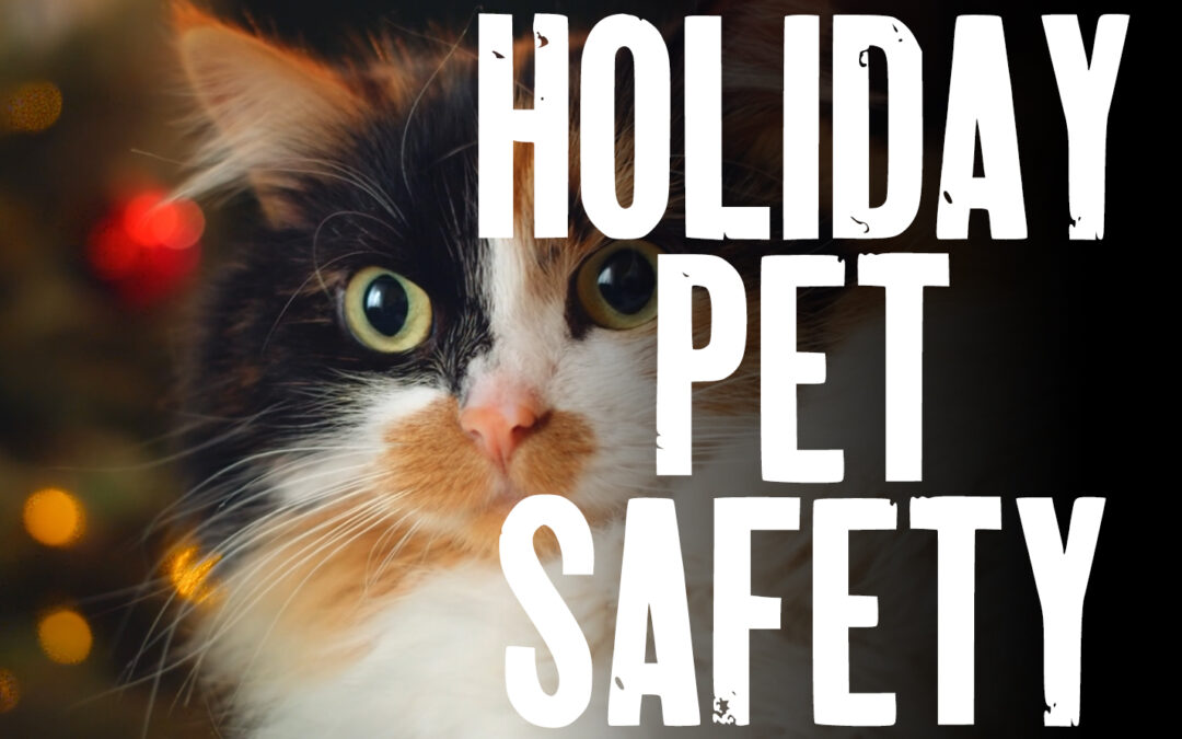 Holiday Pet Safety