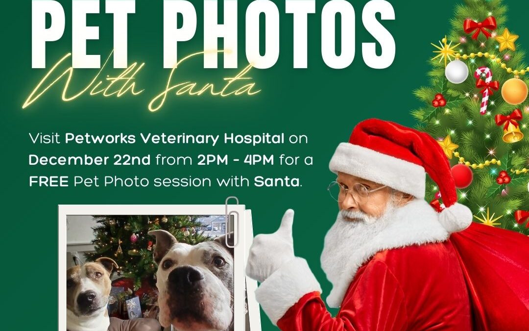 Pet Photos with Santa