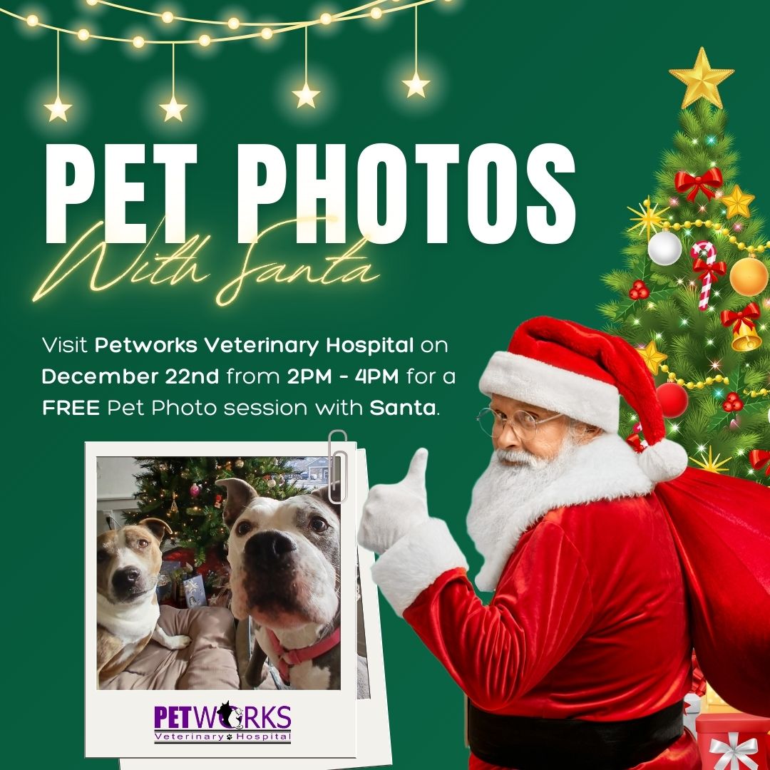 Petworks Veterinary Hospital - Pet Photos with Santa