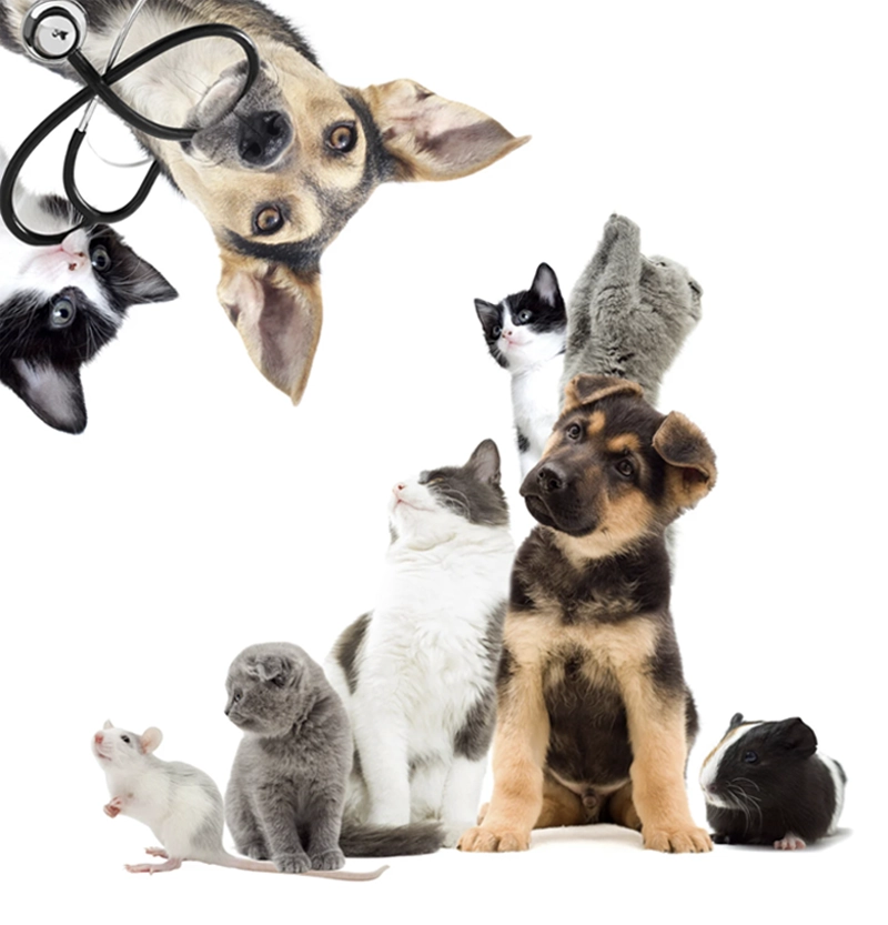 Petworks-Veterinary-Hospital-Diagnostics-And-Treatment-Services